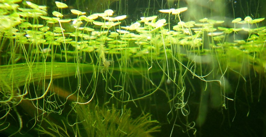 Аквариумная трава Ряска