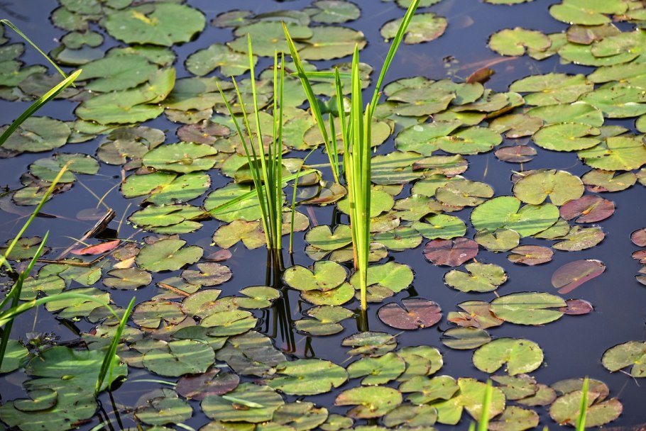 Тростник и кувшинки