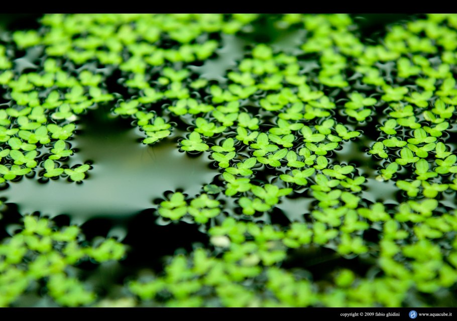 Ряска аквариумная