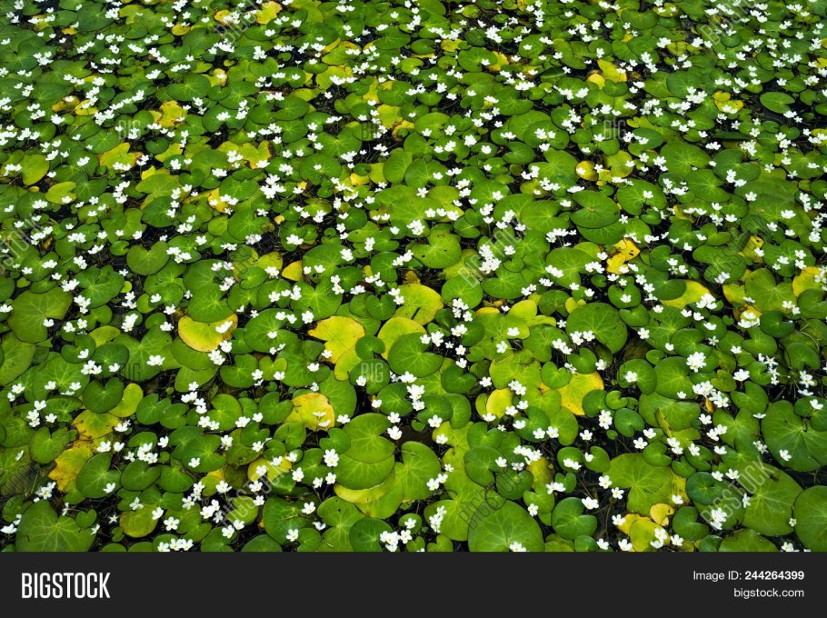 Ряска цветет