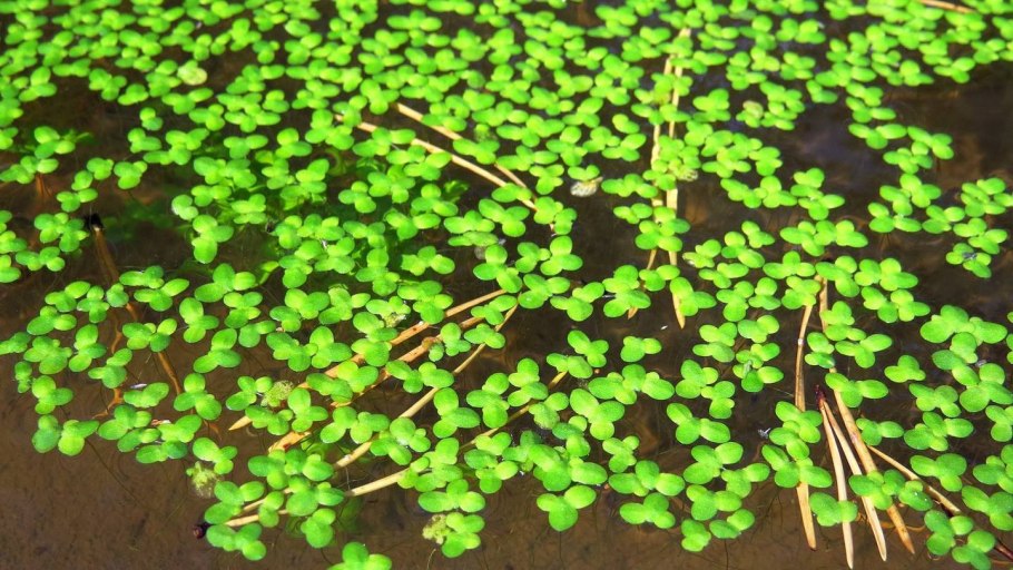 Ряска малая