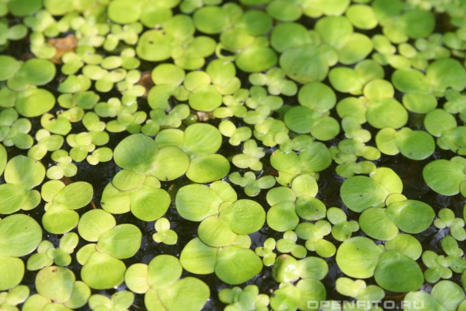 Ряска Болотная