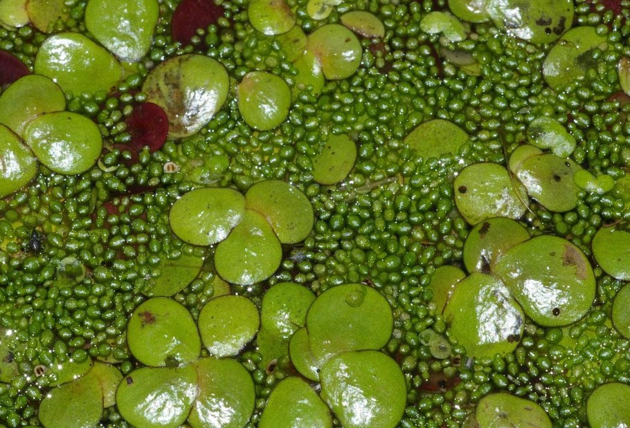 Пресноводная Вольфия