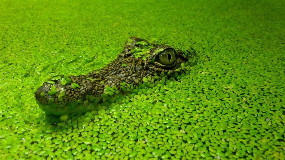 Зеленая Ряска