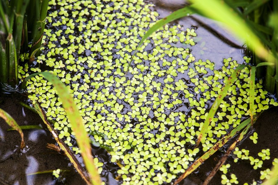 Ряска Болотная