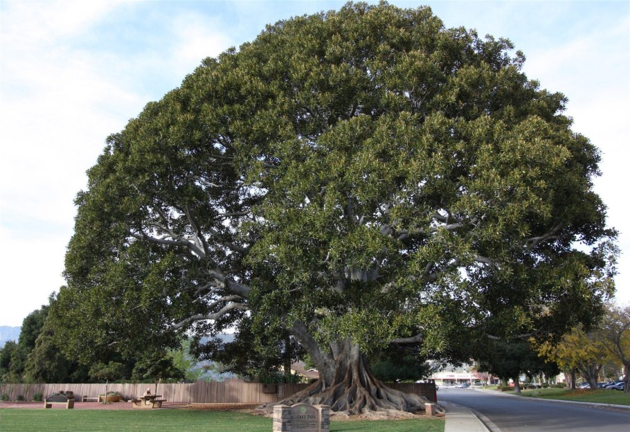 Баобаб Нунгви дерево