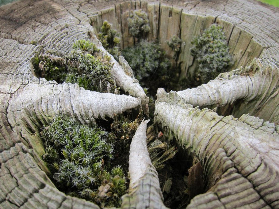 Могучее дерево