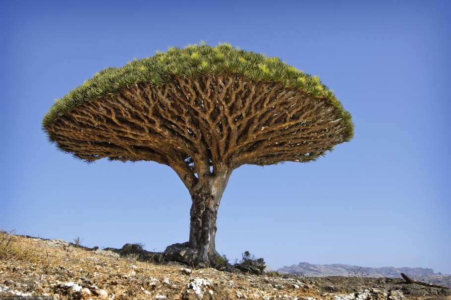 Нубийское Драконово дерево