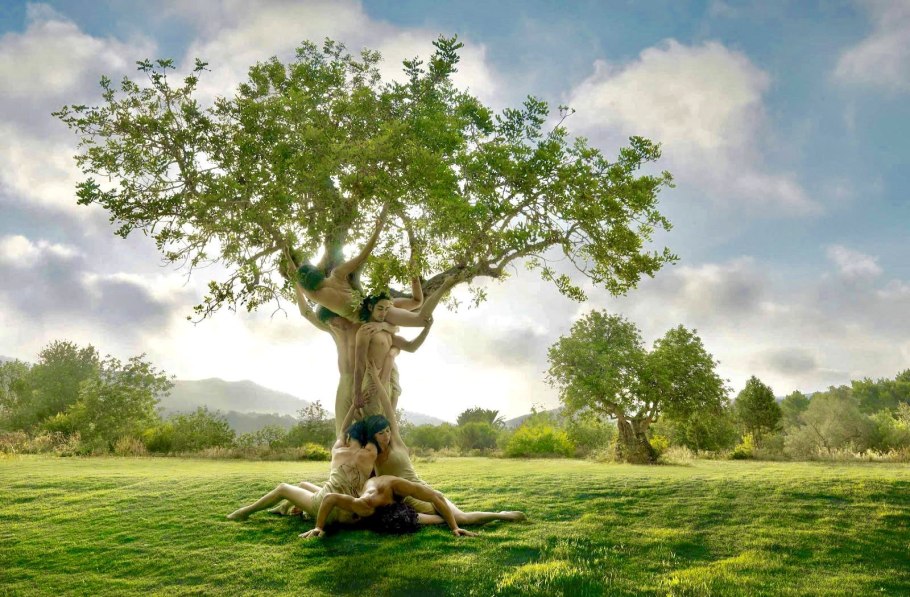 Необычные деревья презентация