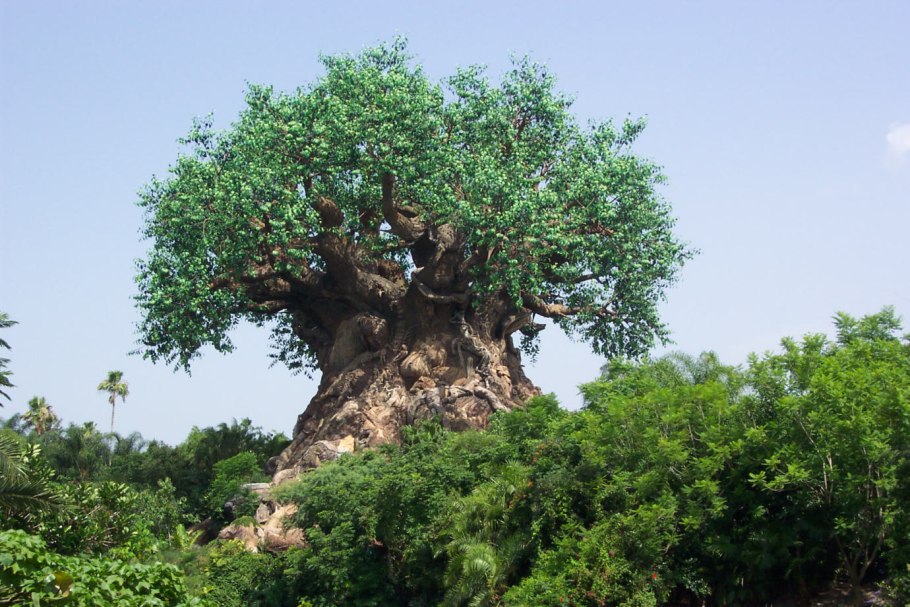 Тополь высота дерева