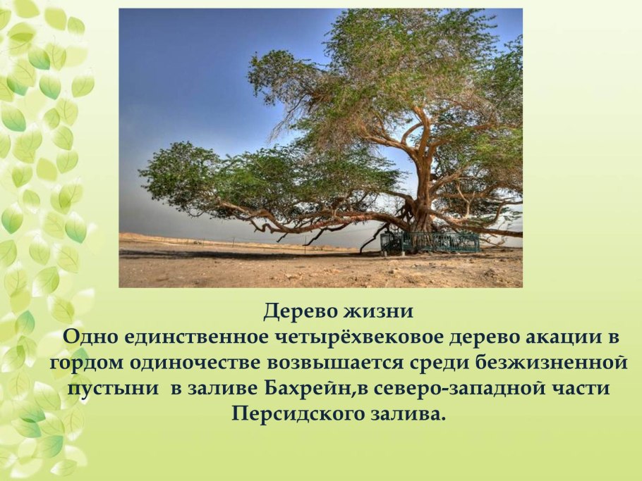 Эбеновое дерево Коста Рика