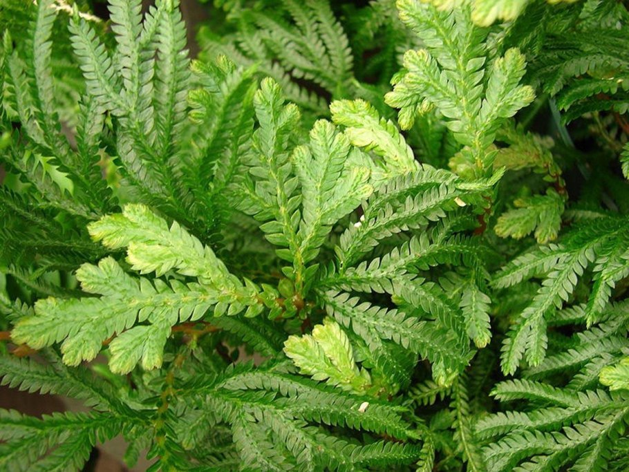 Селагинелла швейцарская (Selaginella helvetica)