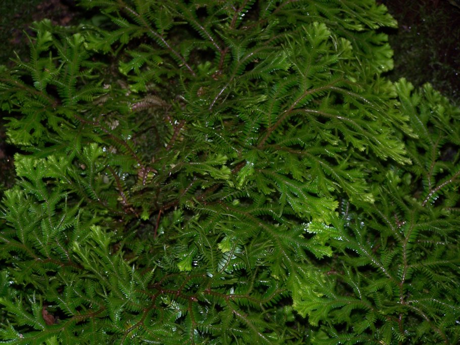 Селагинелла безножковая (Selaginella apoda)