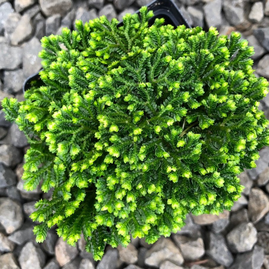 Плаунок Selaginella