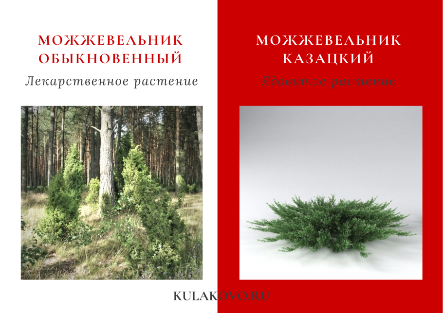 Можжевельник обыкновенный Грин карпет описание