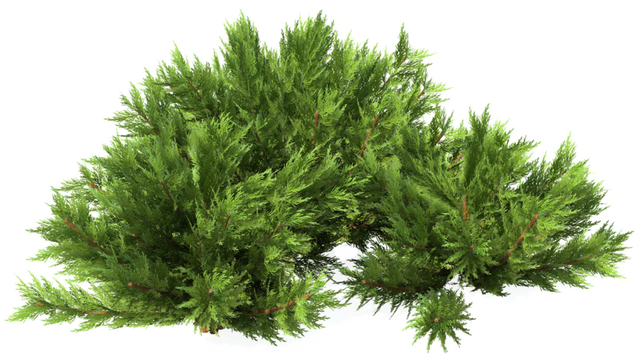 Juniperus horizontalis 'Neumann'с3