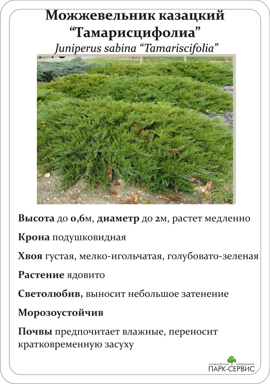 Верес можжевельник