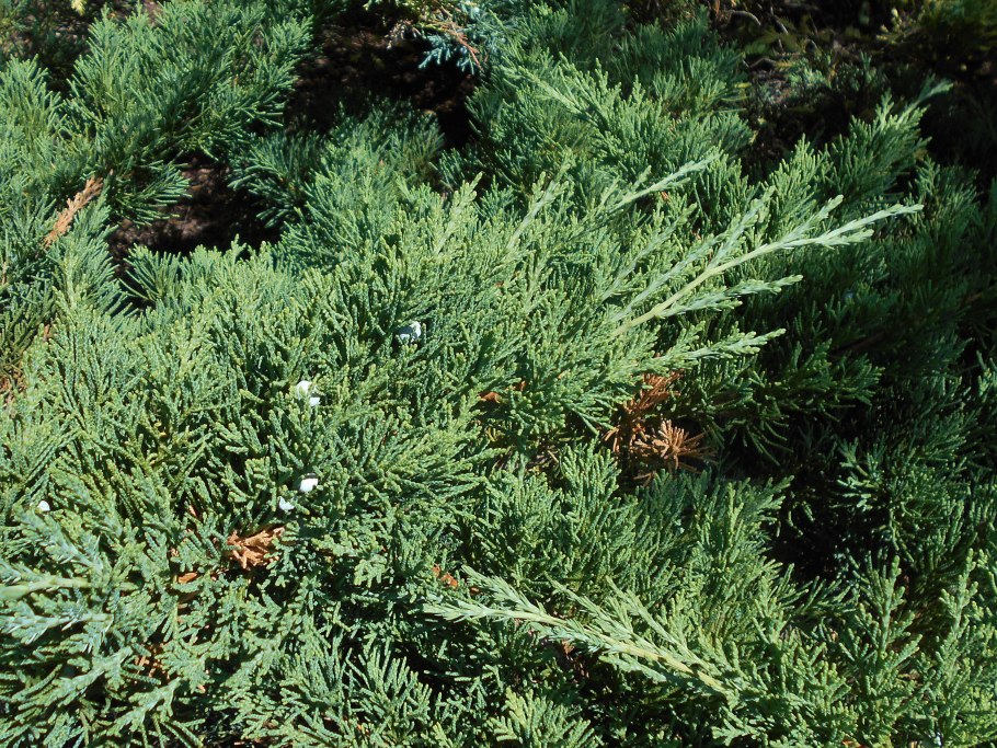 Можжевельник Шимпаку