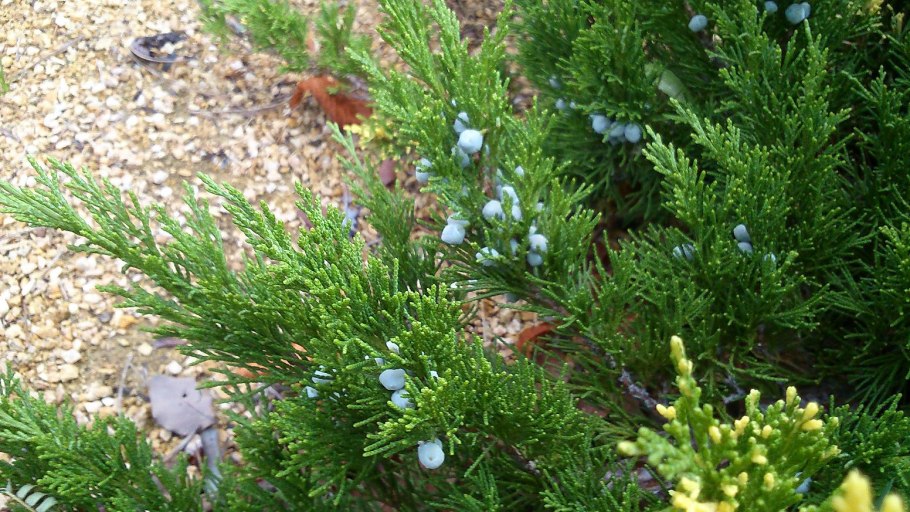 Туя Западная голосеменное растение