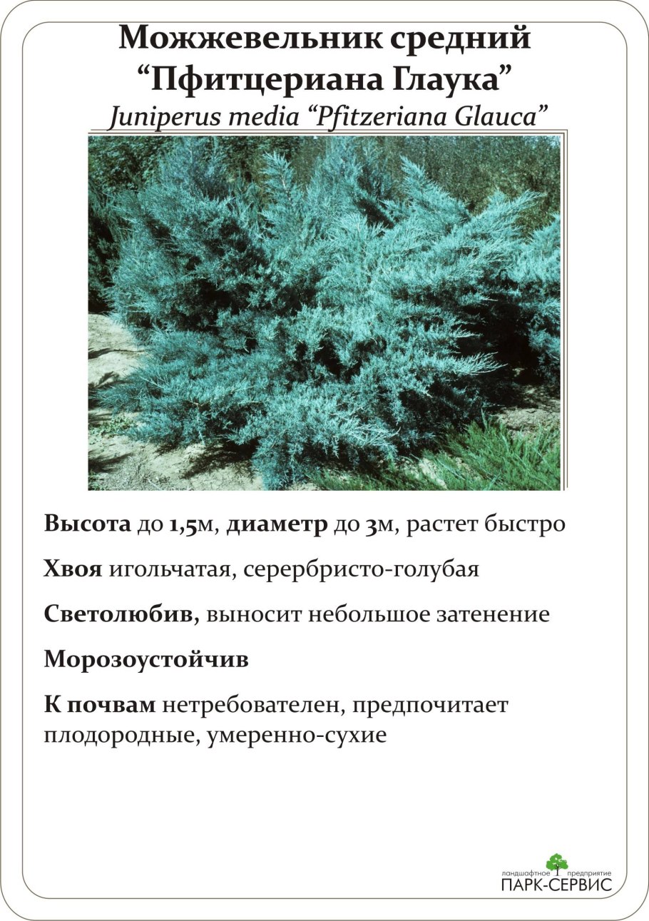 Можжевельник казацкий строение