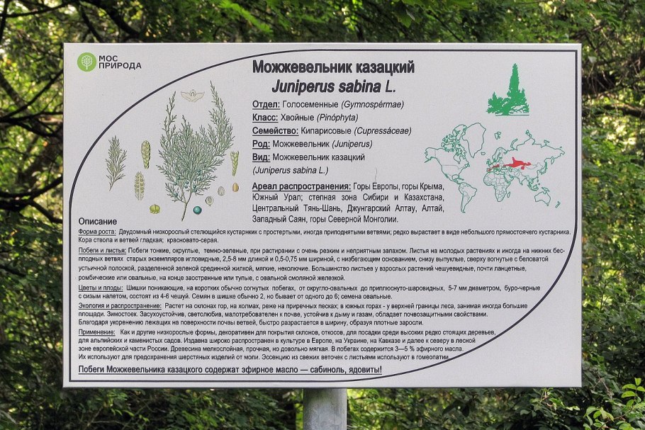 Артыш казацкий можжевельник