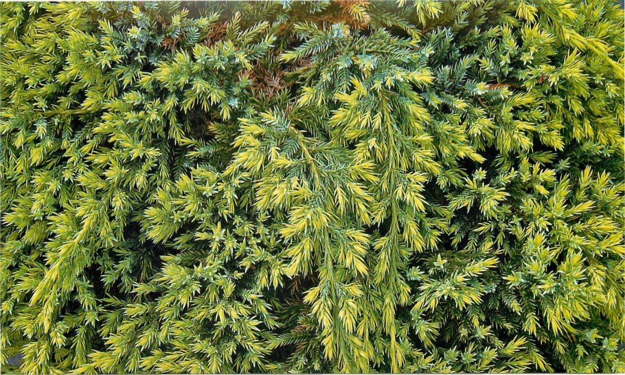 Можжевельник казацкий Блю Спаркл