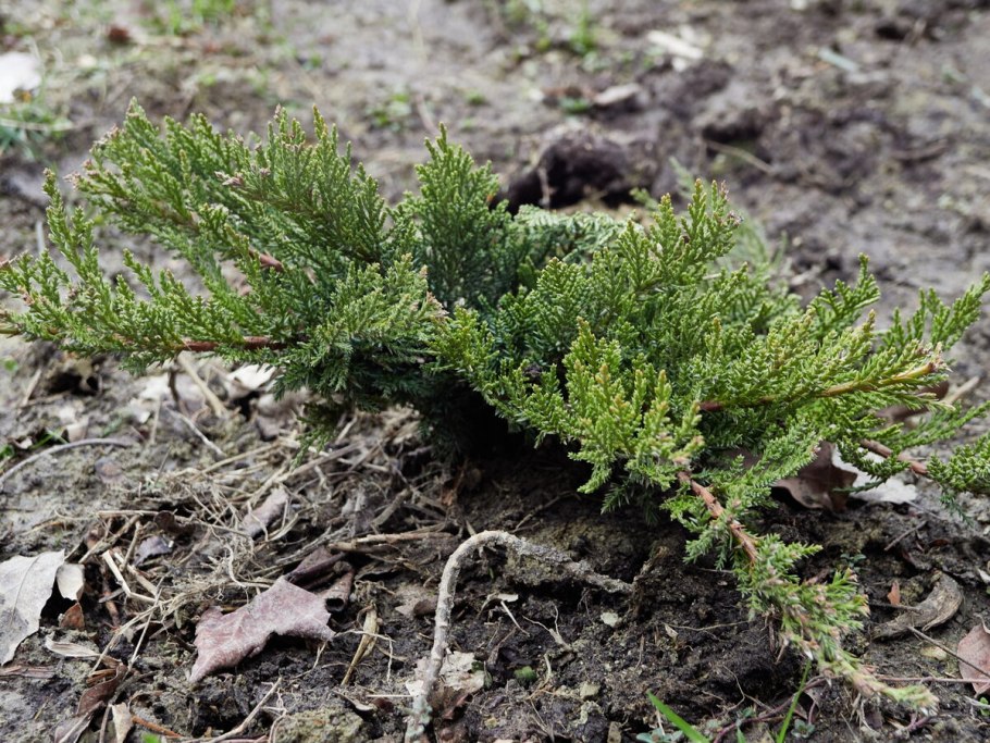 Шишкоягоды можжевельника