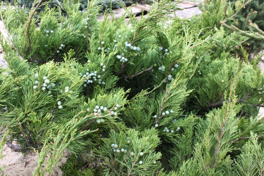 Можжевельник казацкий веточка