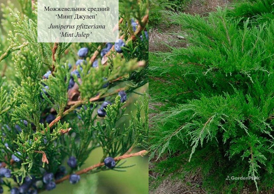 Хвойные кустарники Наименование