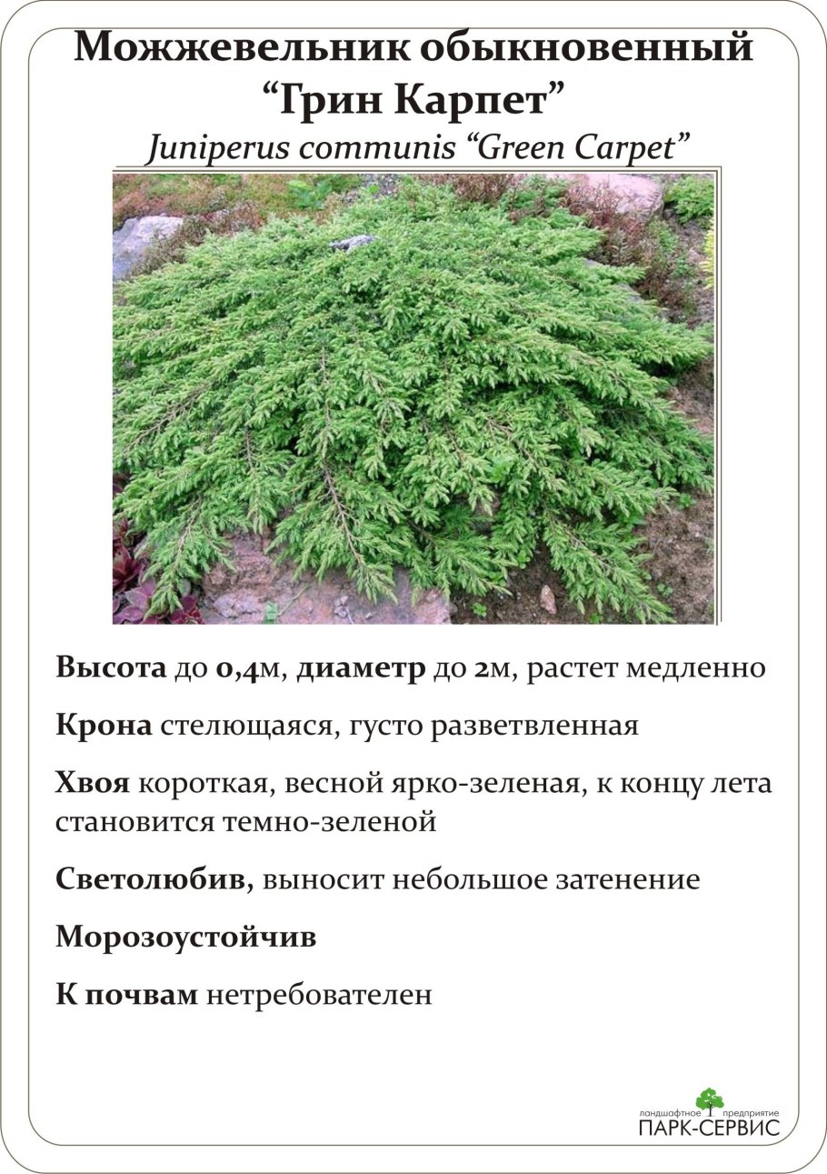 Можжевельник обыкновенный ягоды