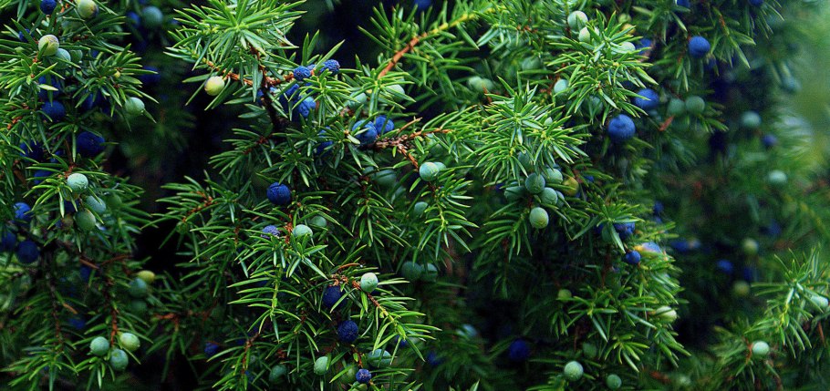 Ветка можжевельника