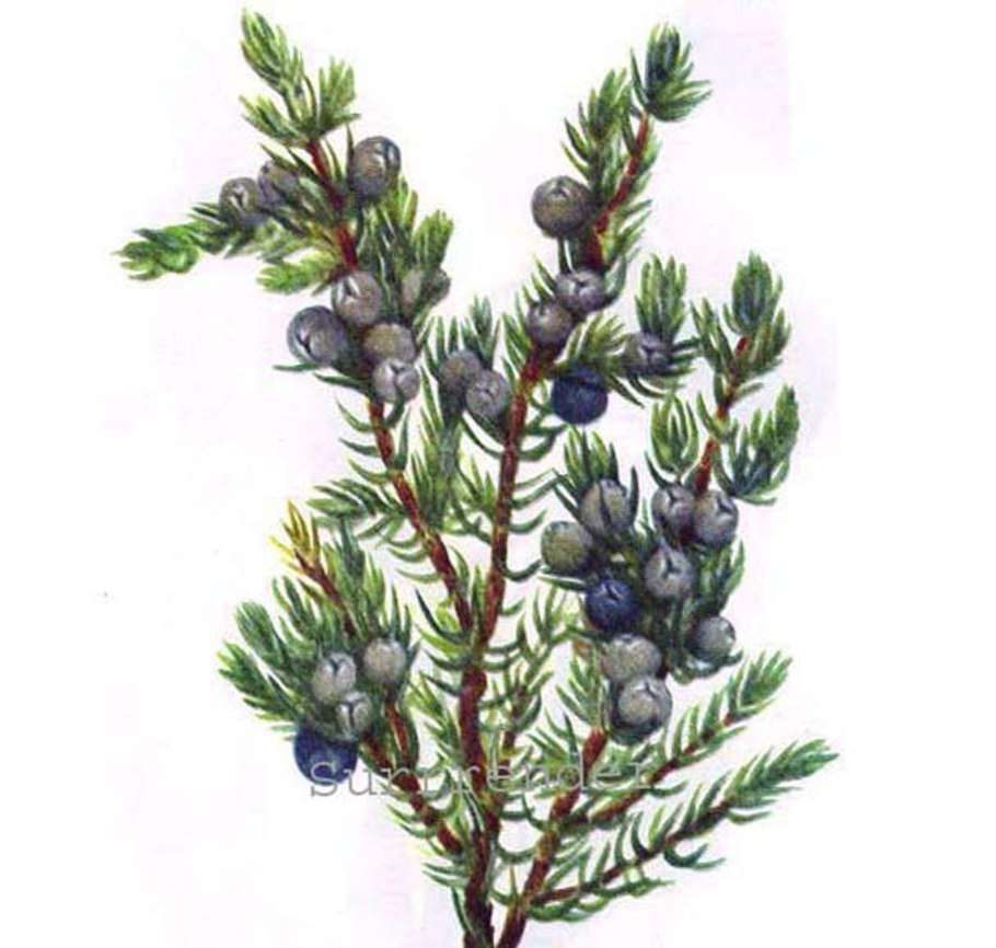 Можжевельник казацкий тама