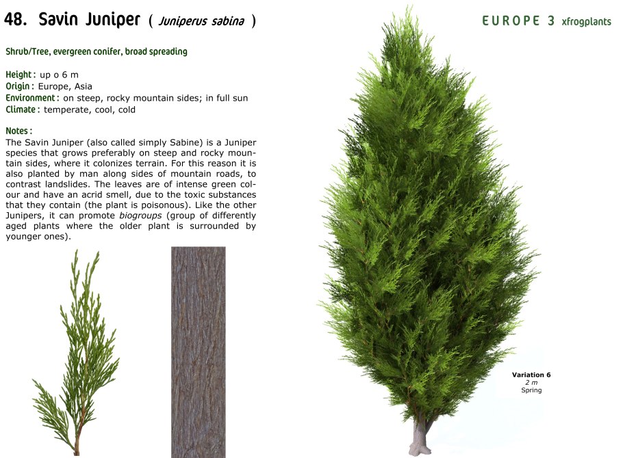 Туя можжевельник ландш