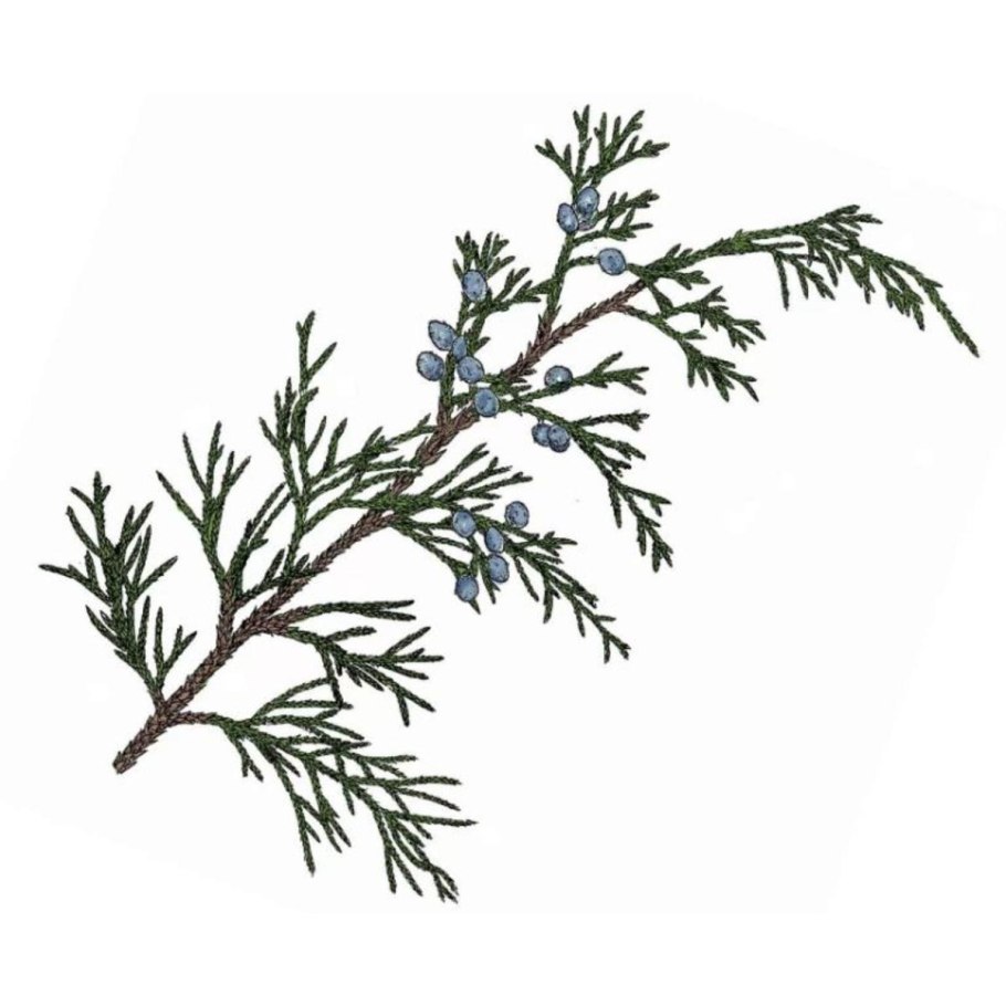 Можжевельник казацкий обыкновенный