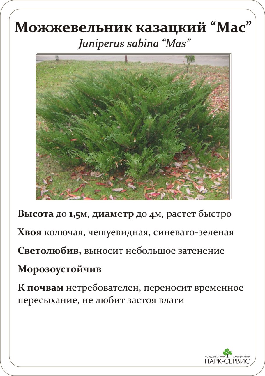 Казацкий можжевельник ядовитый