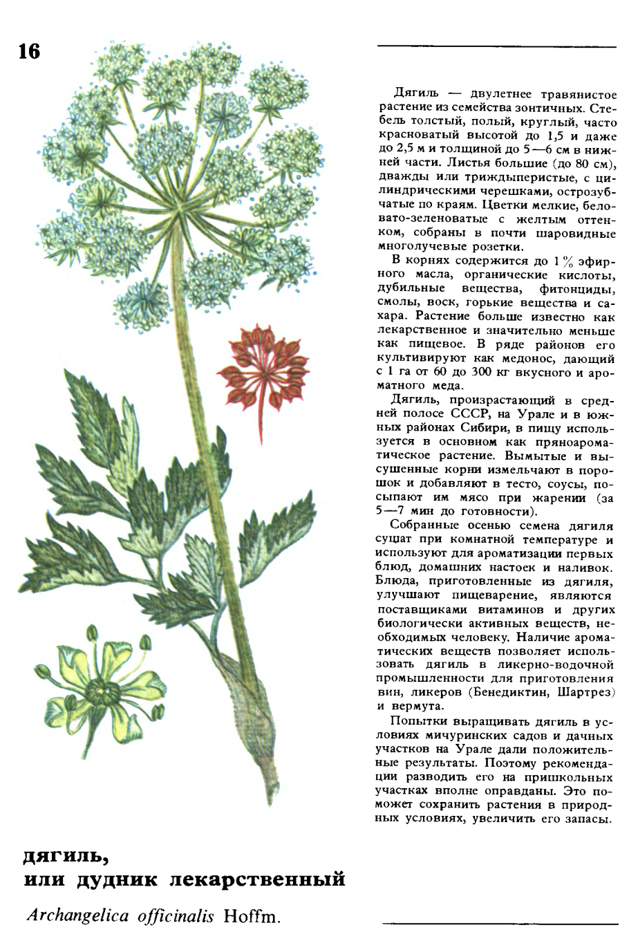 Дикорастущие съедобные растения Башкортостана фото и описание