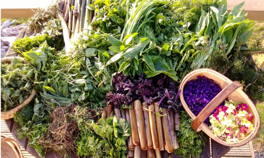 Дикорастущие травы Пермского края