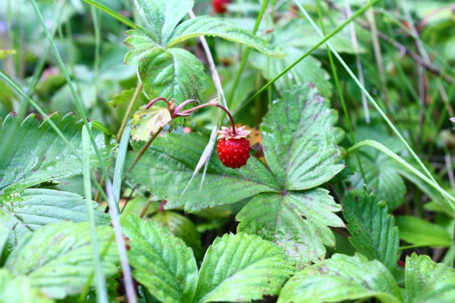 Ядовитые ягоды Бузина черная