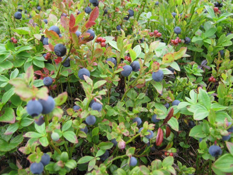 Синяя ягода кустарник