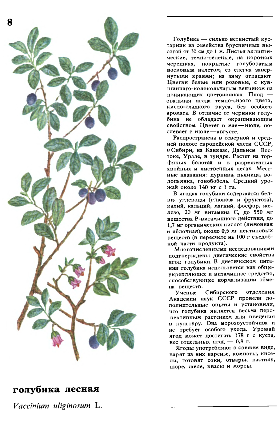 Костяника Лесная