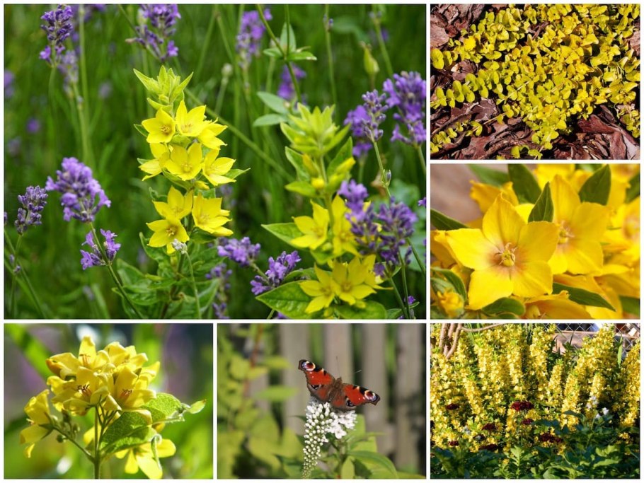 Горечавка семираздельная Кристи