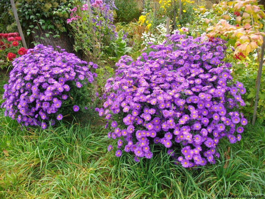 Очиток Видный (Sedum spectabile &#96;Brilliant&#96;)