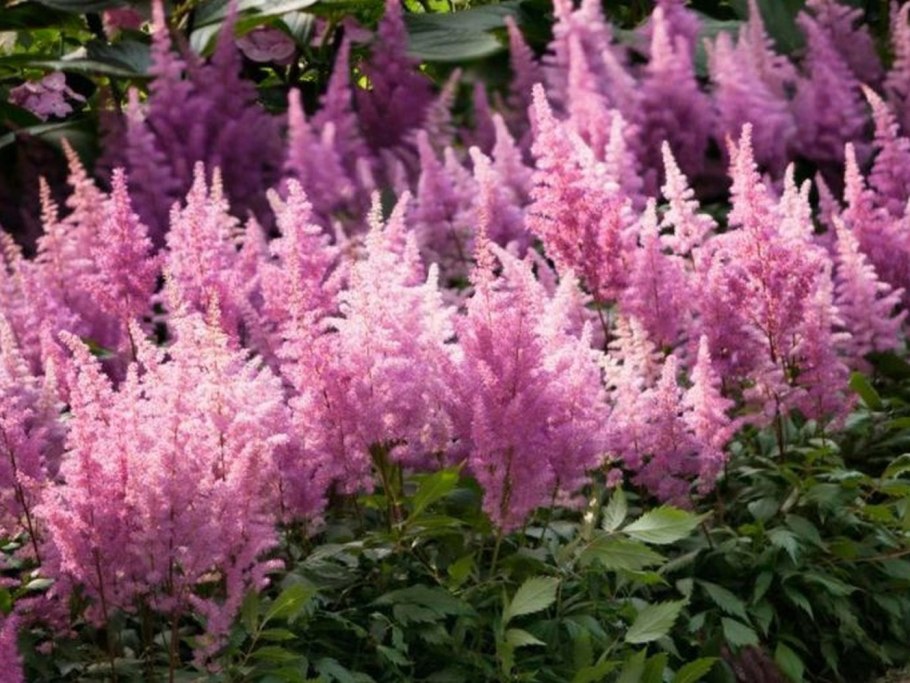 Астильба Бунтер Заубер