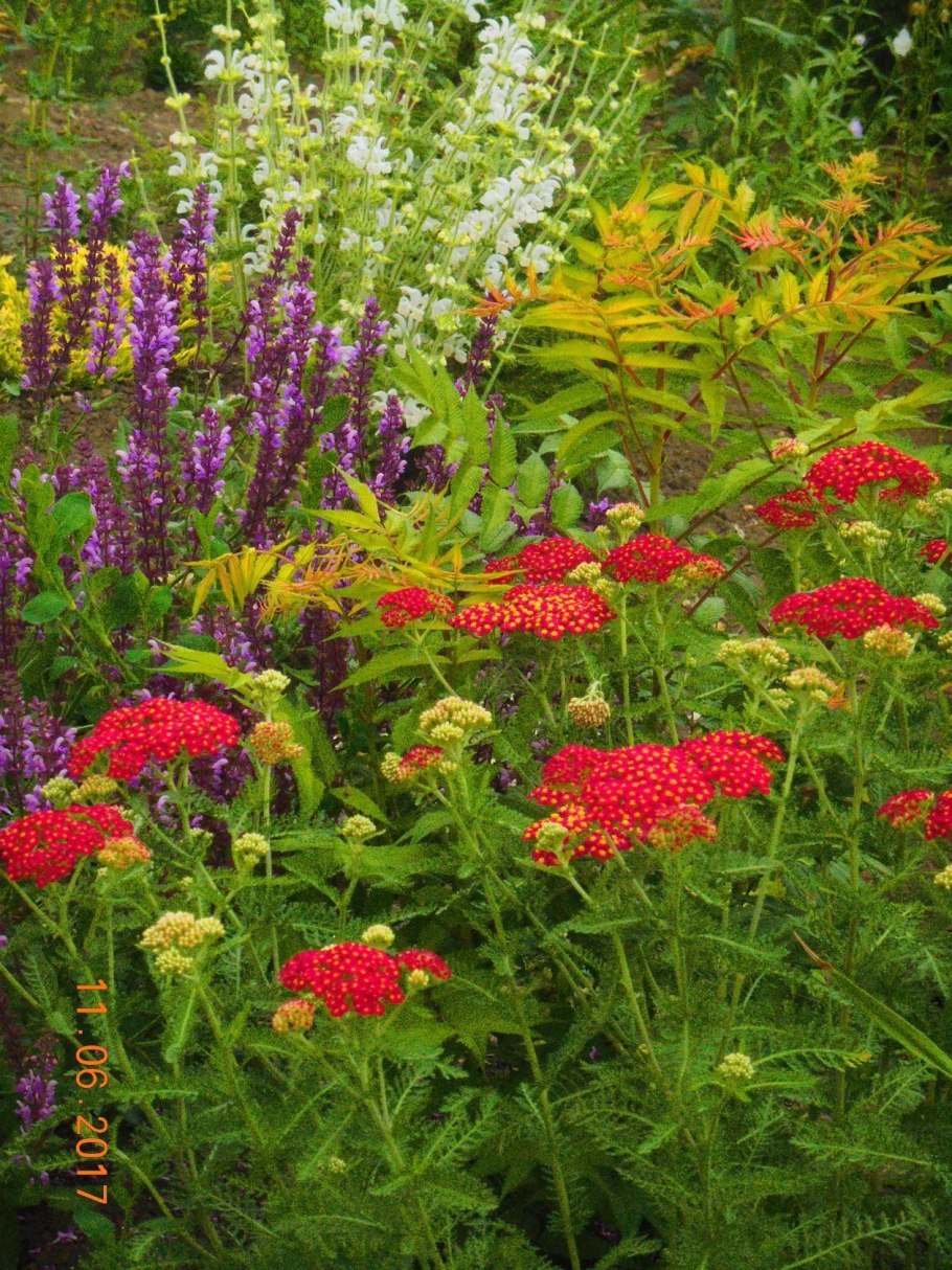 Астильба Арендса Фанал