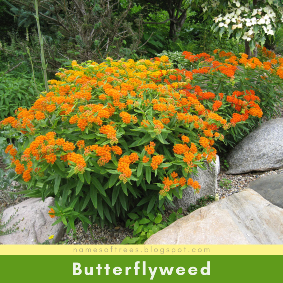 Ваточник Asclepias tuberosa