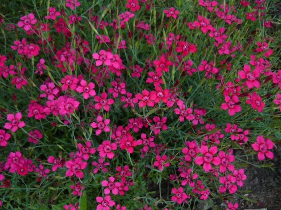 Астильба Арендса 'Granat'