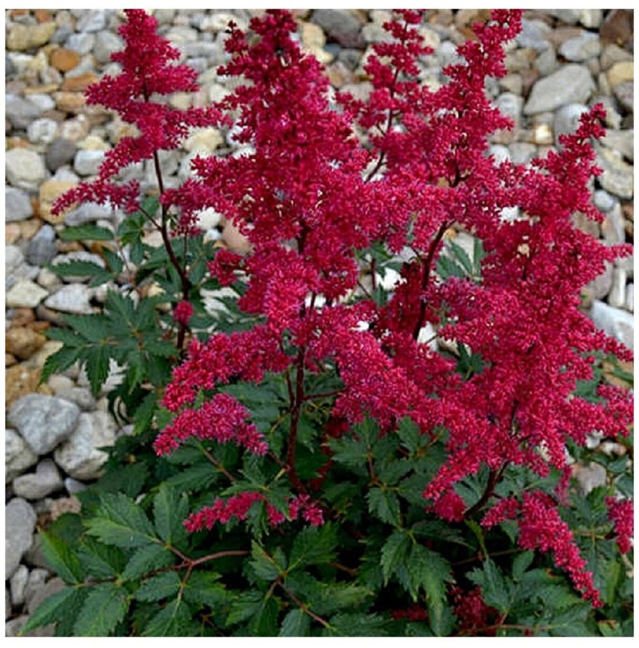 Лиатрис спиката