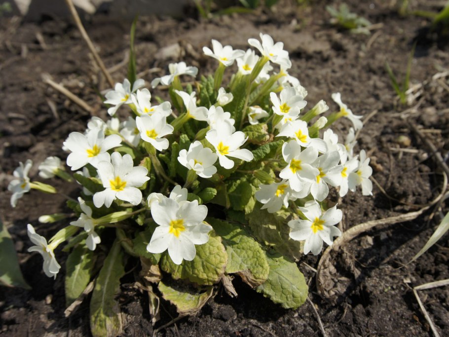 Многолетники для клумбы непрерывного цветения