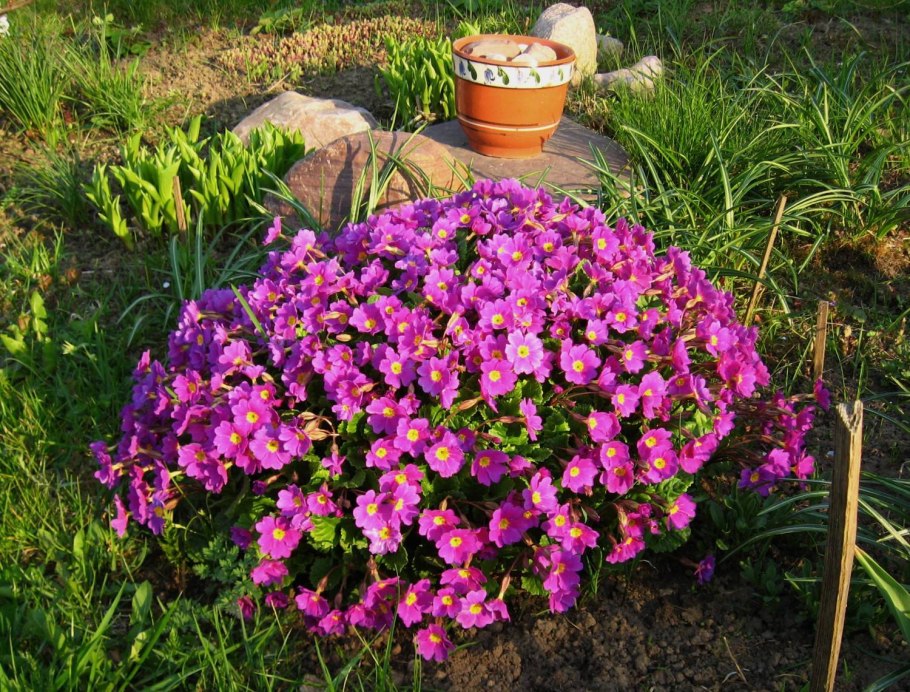 Цветы многолетники для дачи на Урале