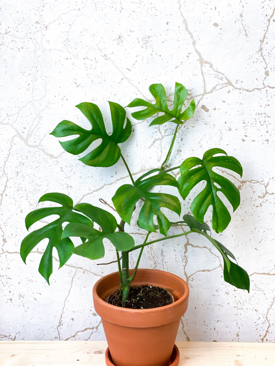 Филодендрон Рафидофора